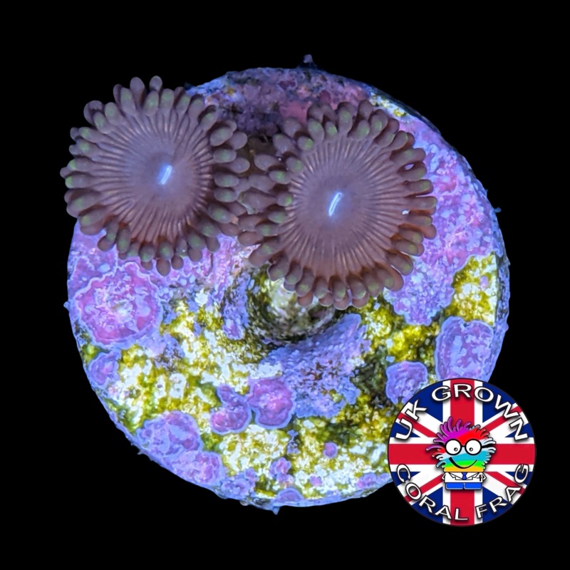 Pink Passion Zoa Frag (UK Grown)
