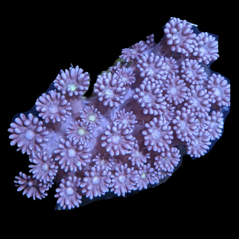 Purple Goniopora