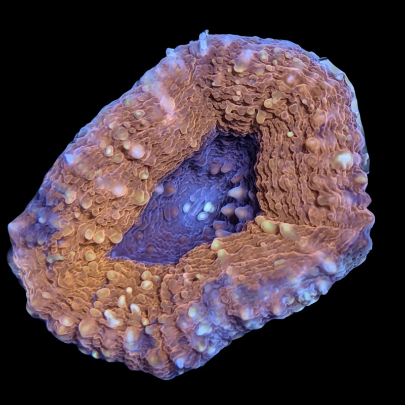 Purple Mouth Red Lobophyllia