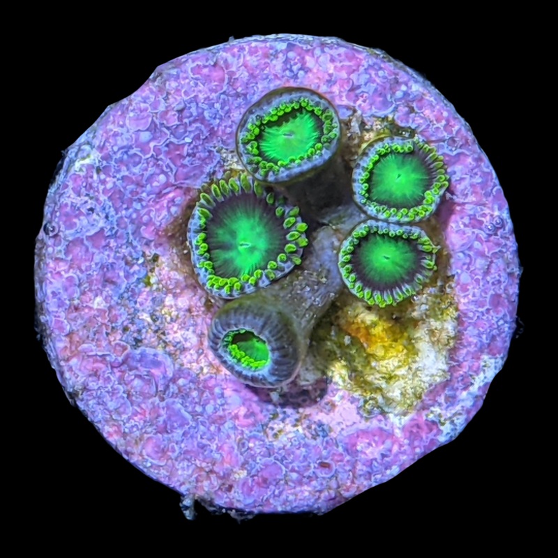 Radioactive Dragons Eye Zoa Frag