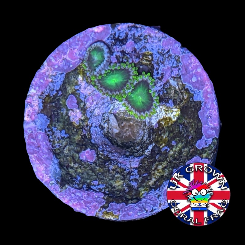 Radioactive Dragons Eye Zoa Frag (UK Grown)