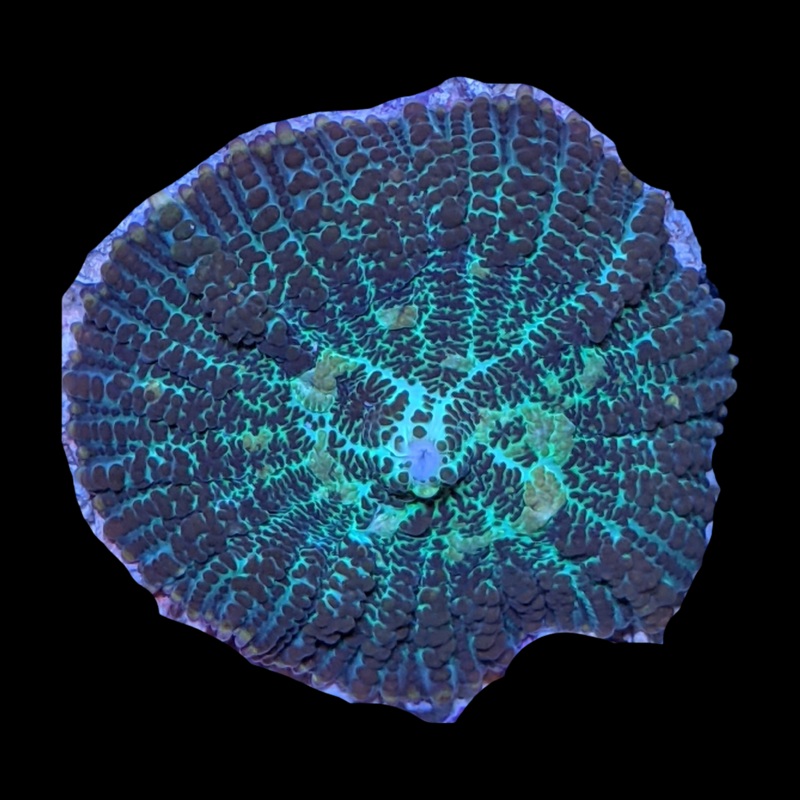 Rhodactis Flex Mushroom