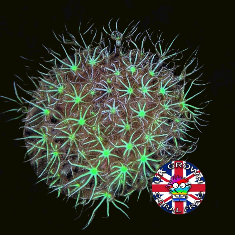 Star Polyps (Standard Plug) (UK Grown)