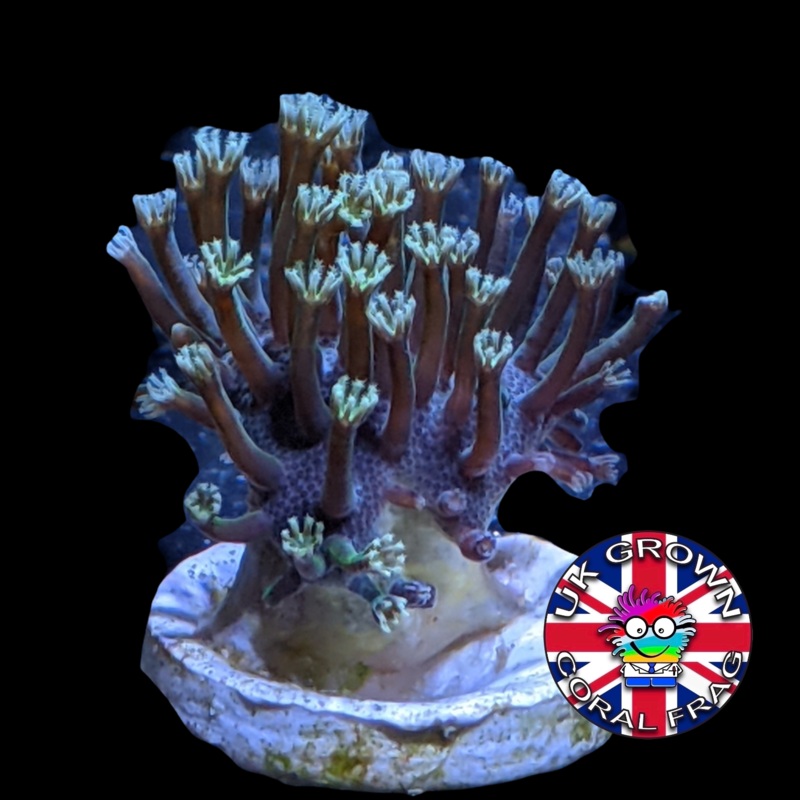Toadstool Frag (UK Grown)