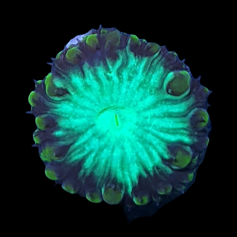 1 Head Gold Blastomussa