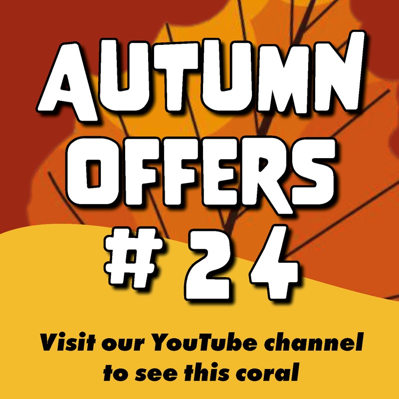 #24 Autumn Offers Acropora