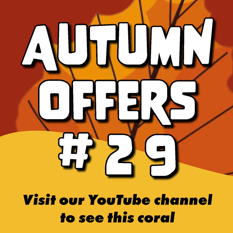 #29 Autumn Offers Duncan