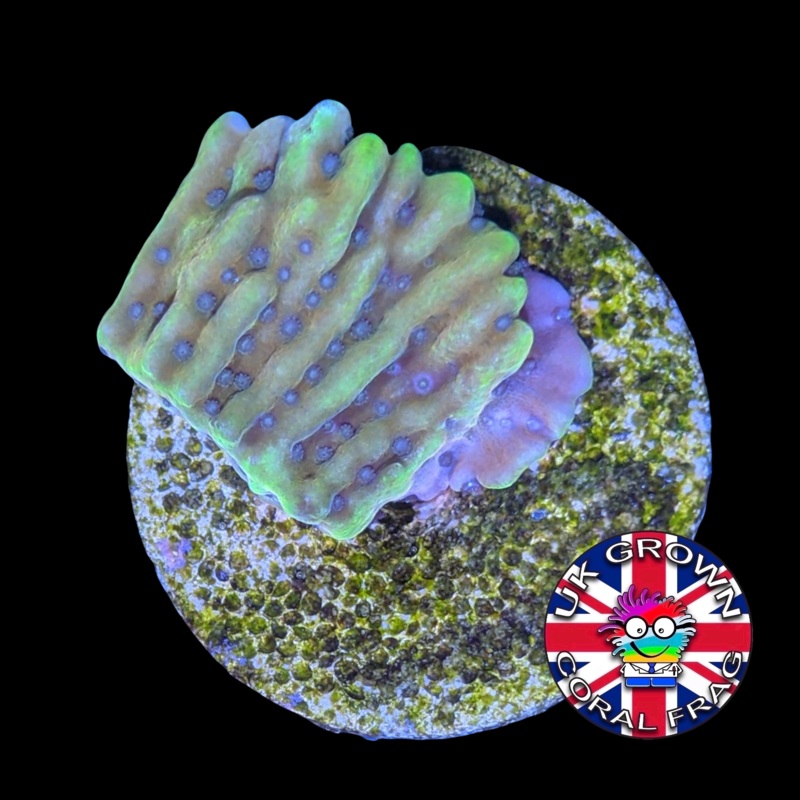 Beach Bum Montipora (UK Grown)
