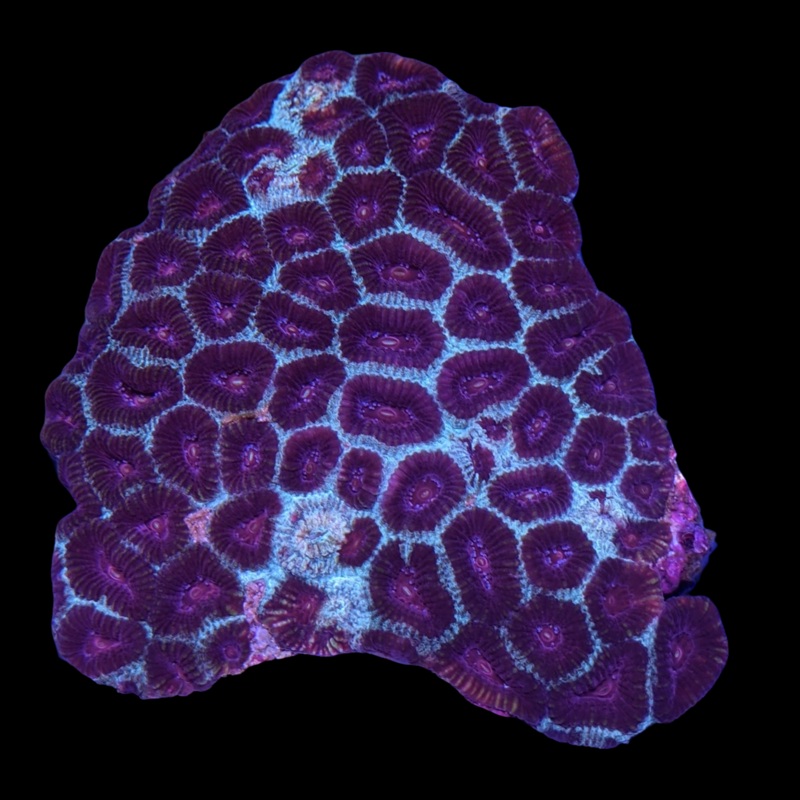 Favia Colony
