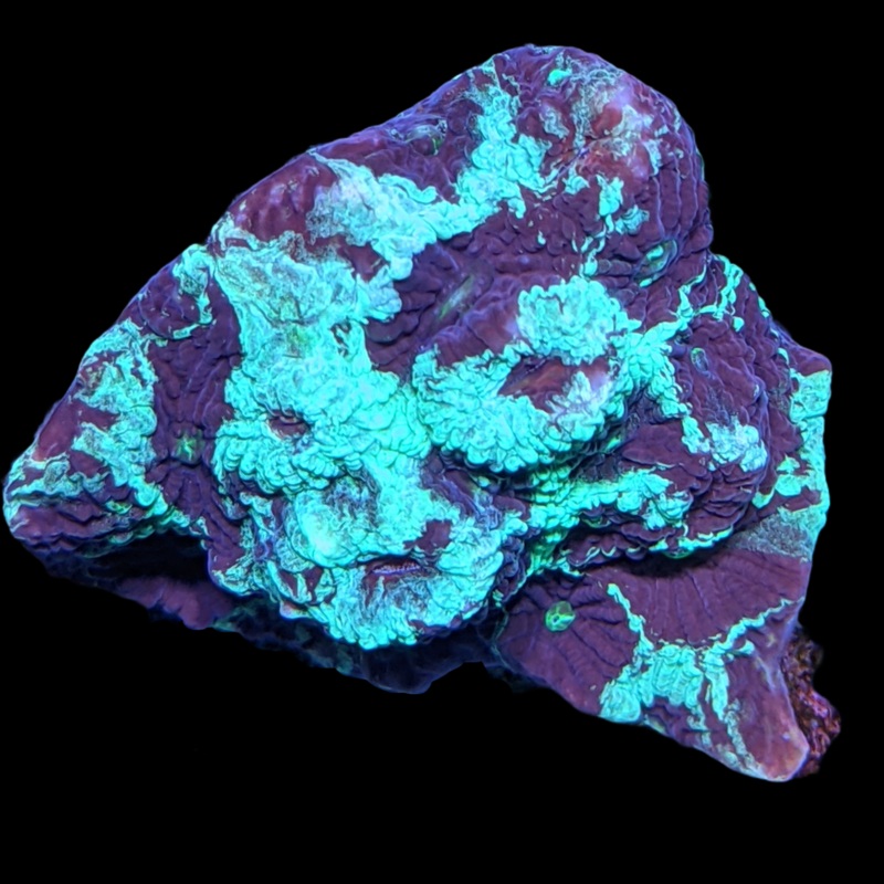 Favites Pentagona War Coral