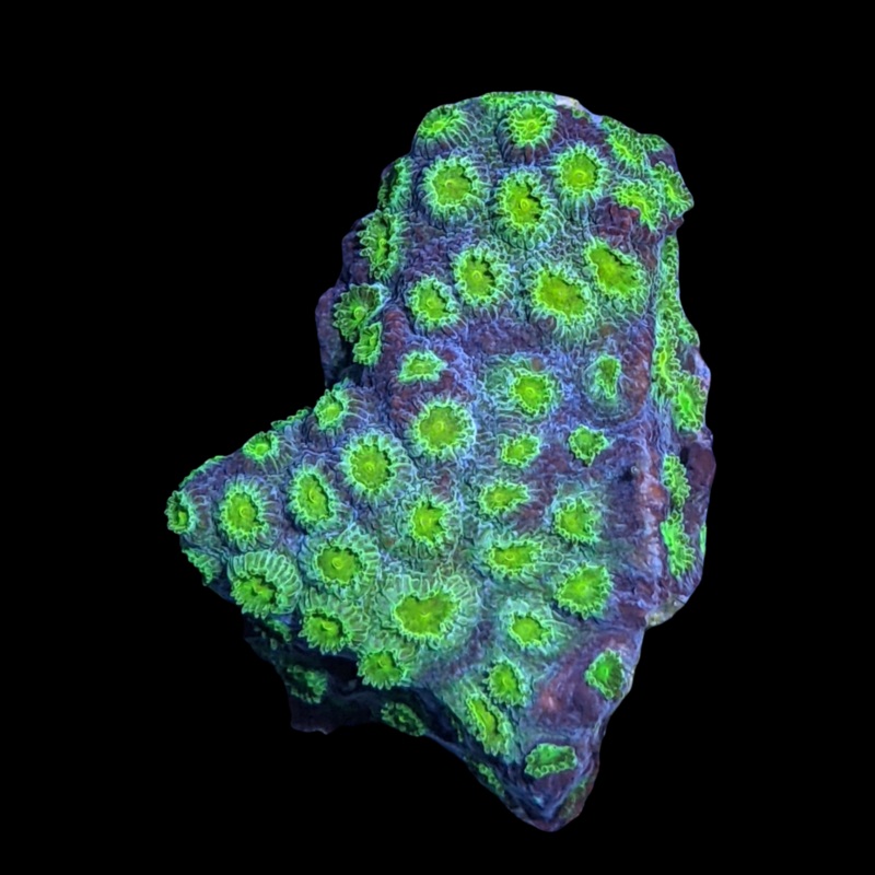 Green Cyphastrea