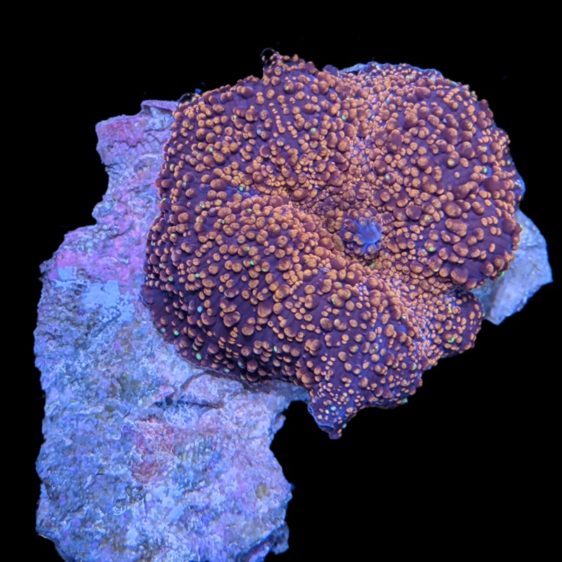 Interstellar Discosoma Mushroom