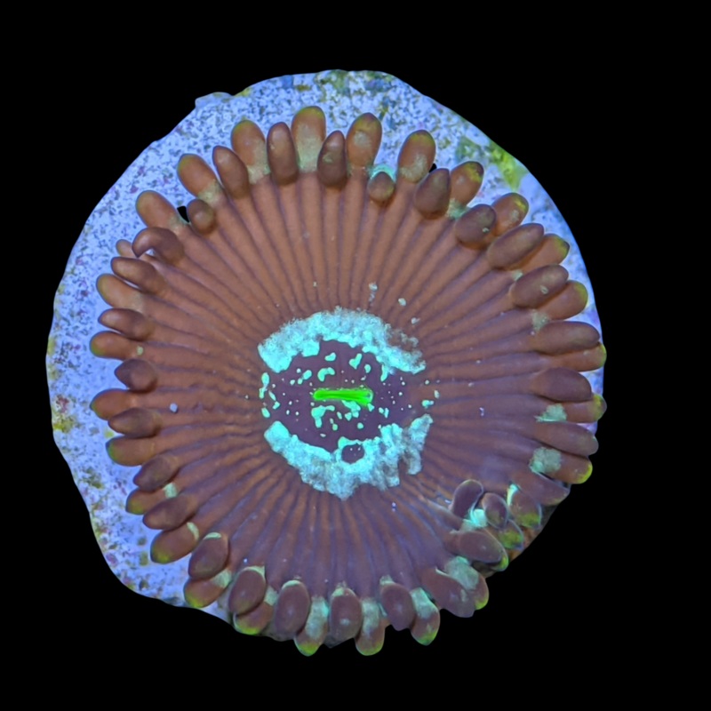Magician People Eater Zoa Frag