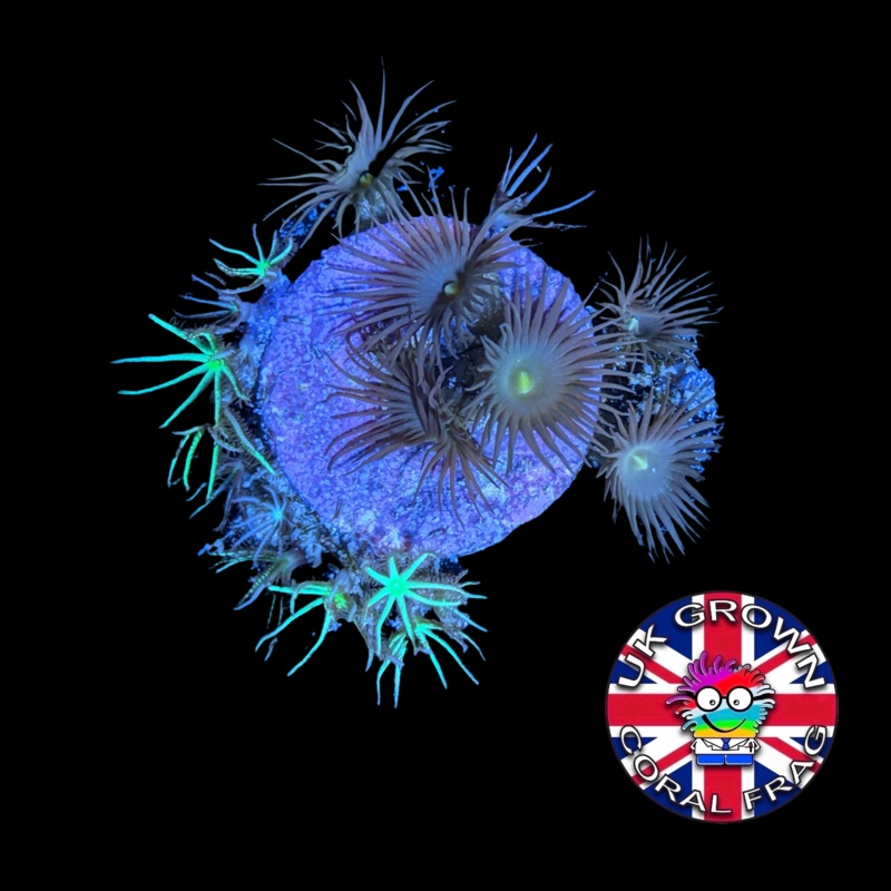 Mixed Zoa / GSP Frag (UK Grown)