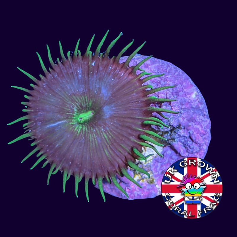 Radioactive Paly Zoa Frag (UK Grown)