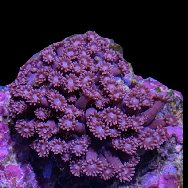 Red Goniopora