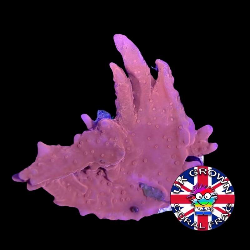 Setosa Montipora (UK Grown)