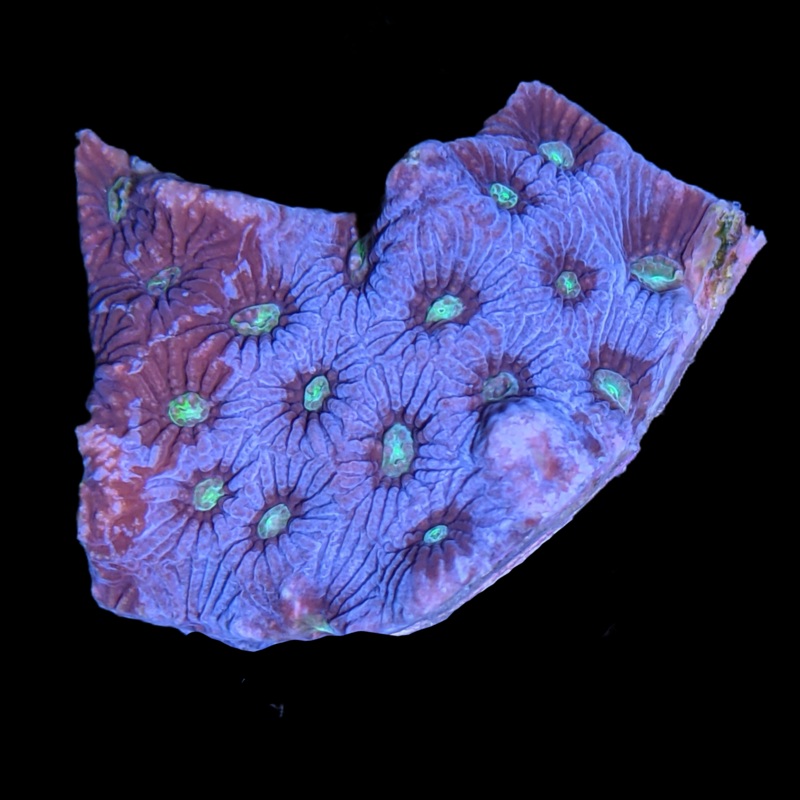 Superman Favites Pentagona War Coral