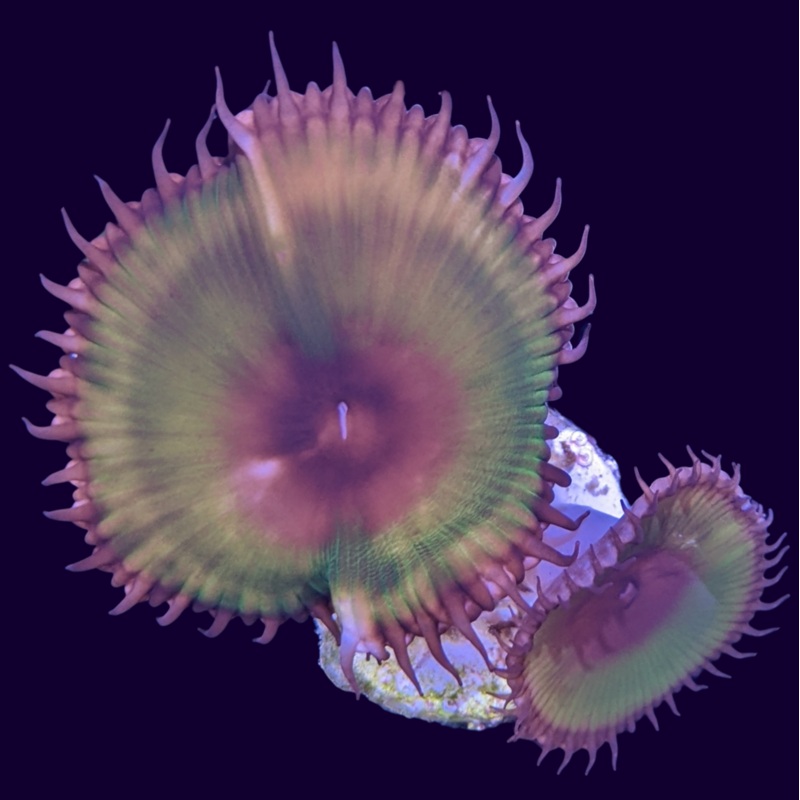 2 Head Grandis Paly Zoa Frag (UK Grown)