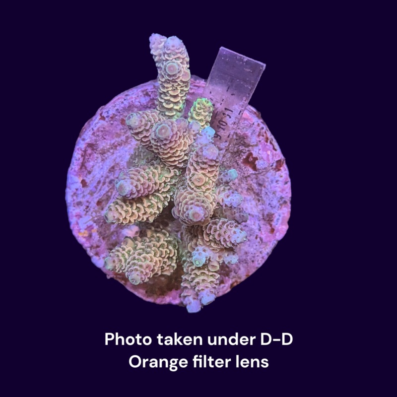 Acropora Mini Colony
