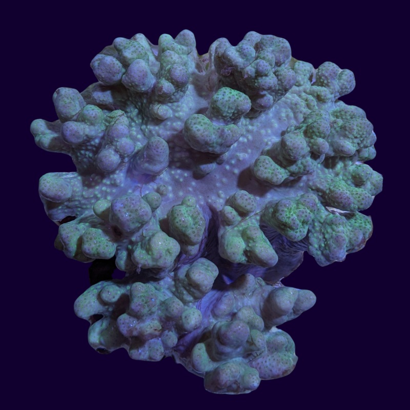 Aquacultured Aqua Cladiella Leather Colony