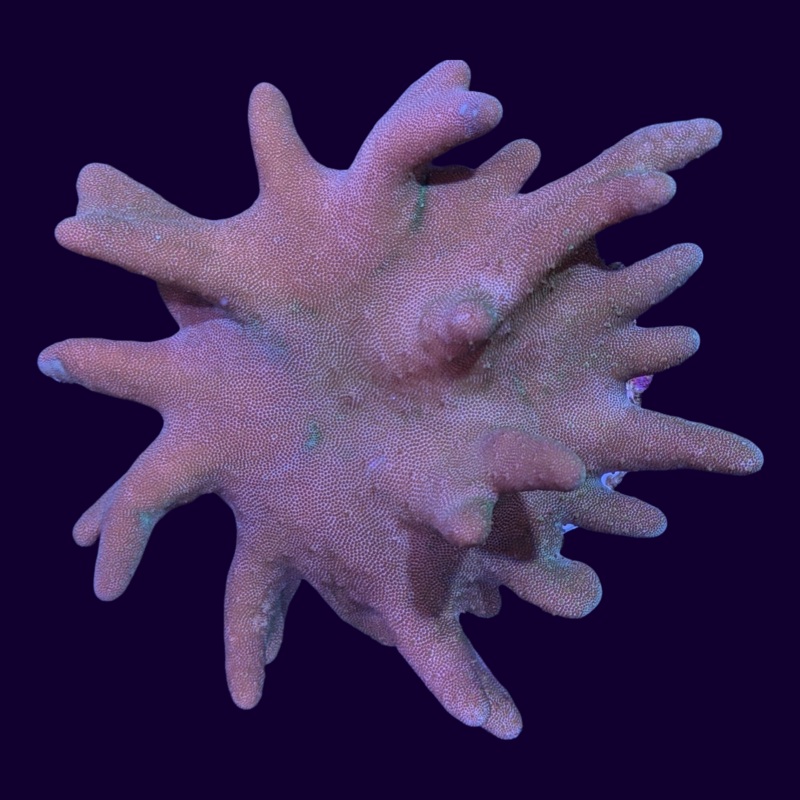 Aquacultured Lobophyton Leather Colony