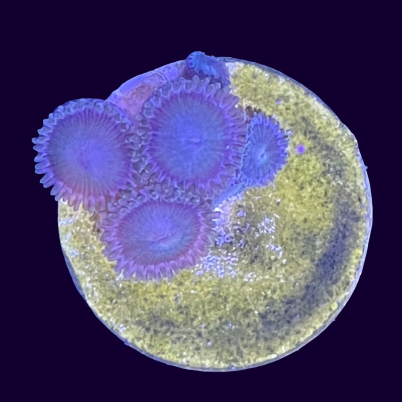Aussie Zoa Frag