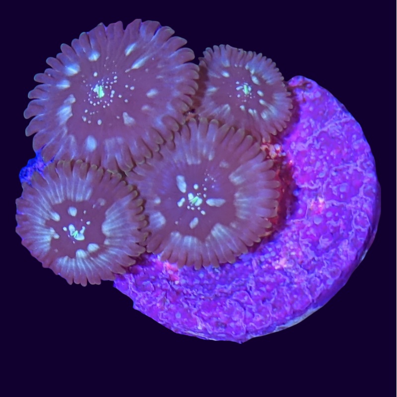 Dark Magician Eater Zoa Frag (UK Grown)