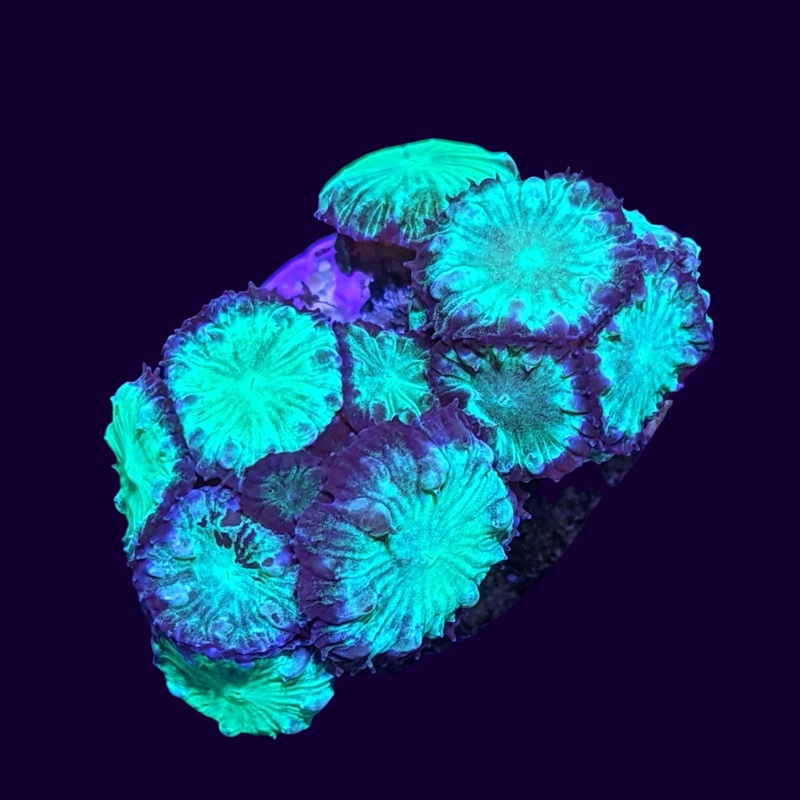 Green Blastomussa