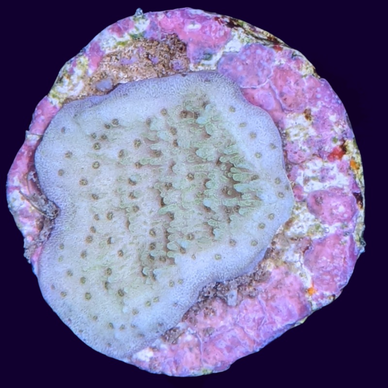 Green Montipora (UK Grown)