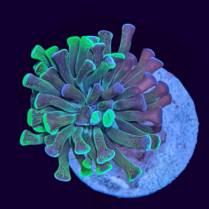 Hammer Frag