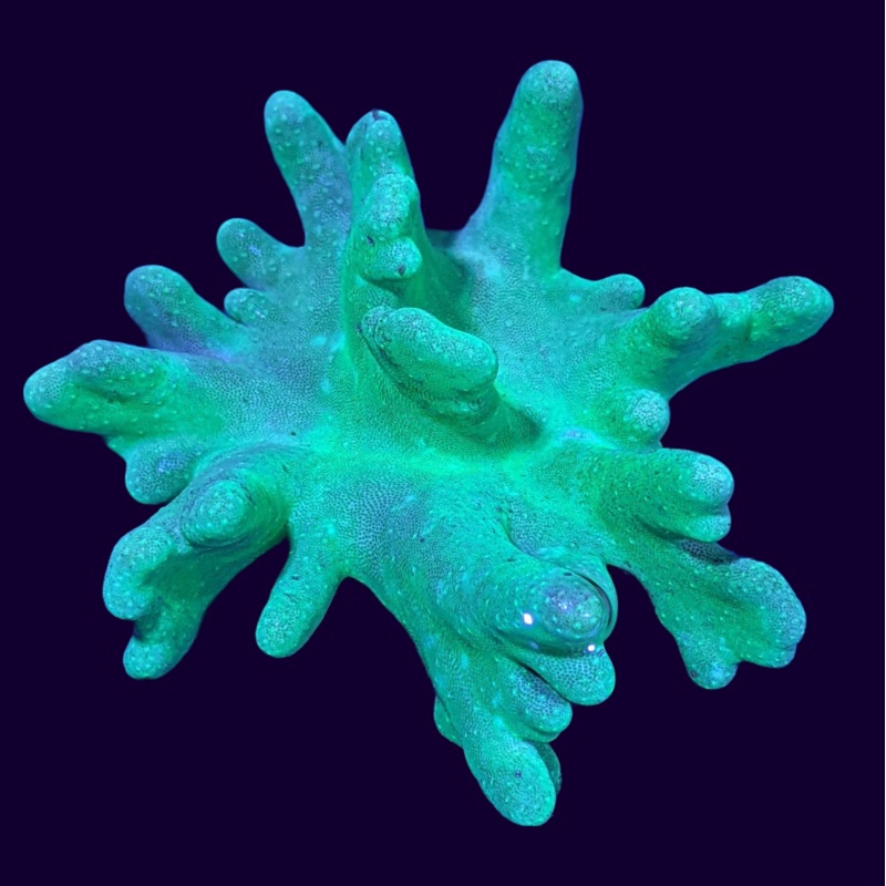 Large Aquacultured Green Toadstool