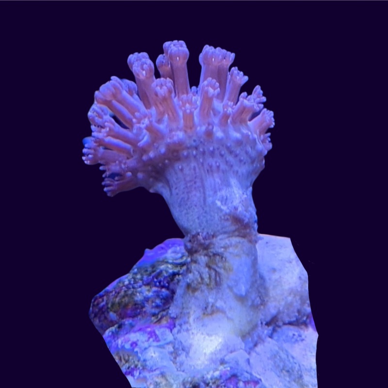 Mini Toadstool (UK Grown)