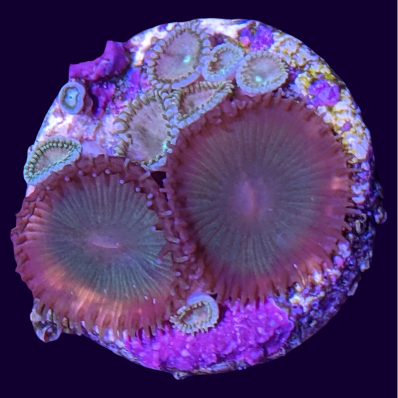 Mixed Green Paly Zoa Frag (UK Grown)