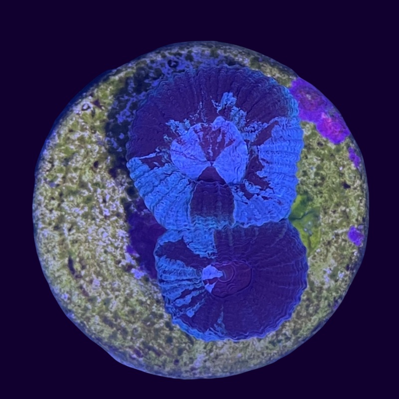 Oil Spill Favia
