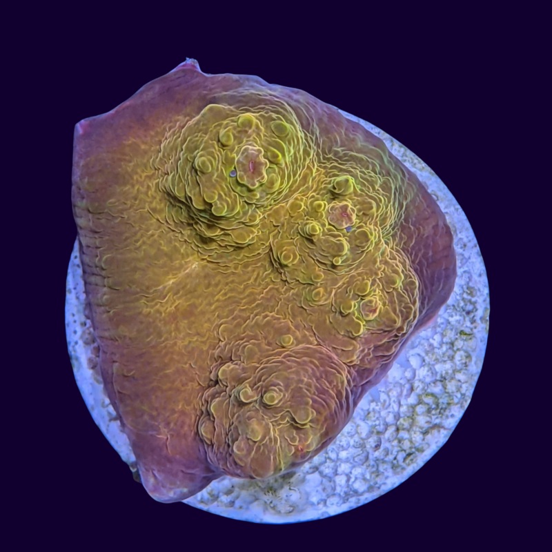 Orangeaide Chalice