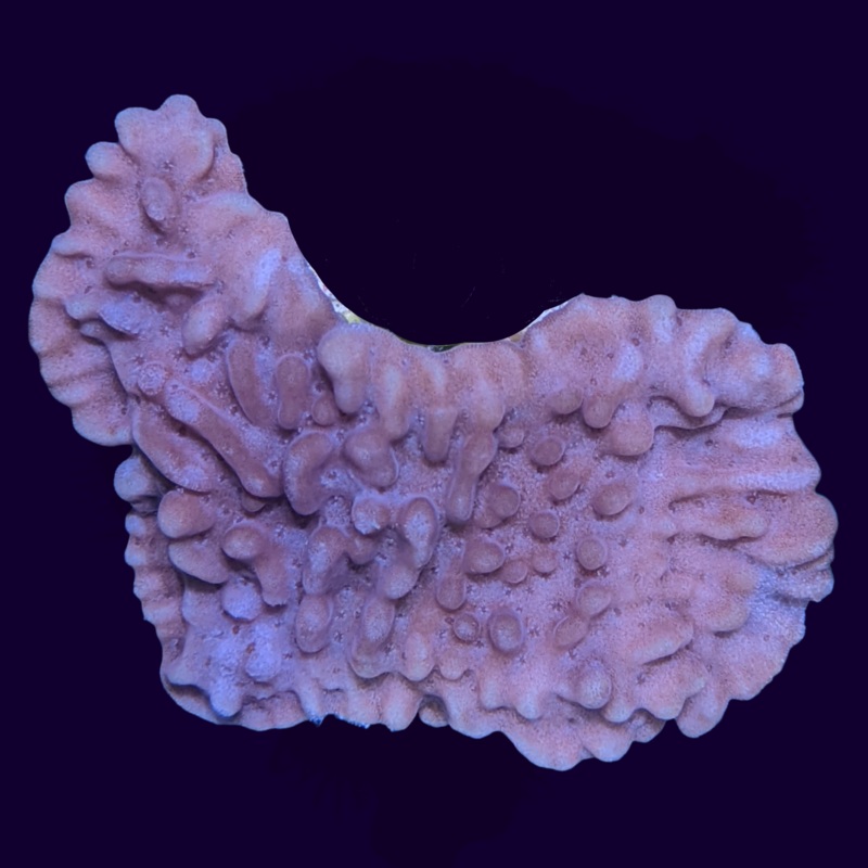 Pink Montipora (UK Grown)