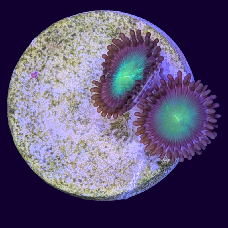 Radioactive Dragons Eyes Zoa Frag