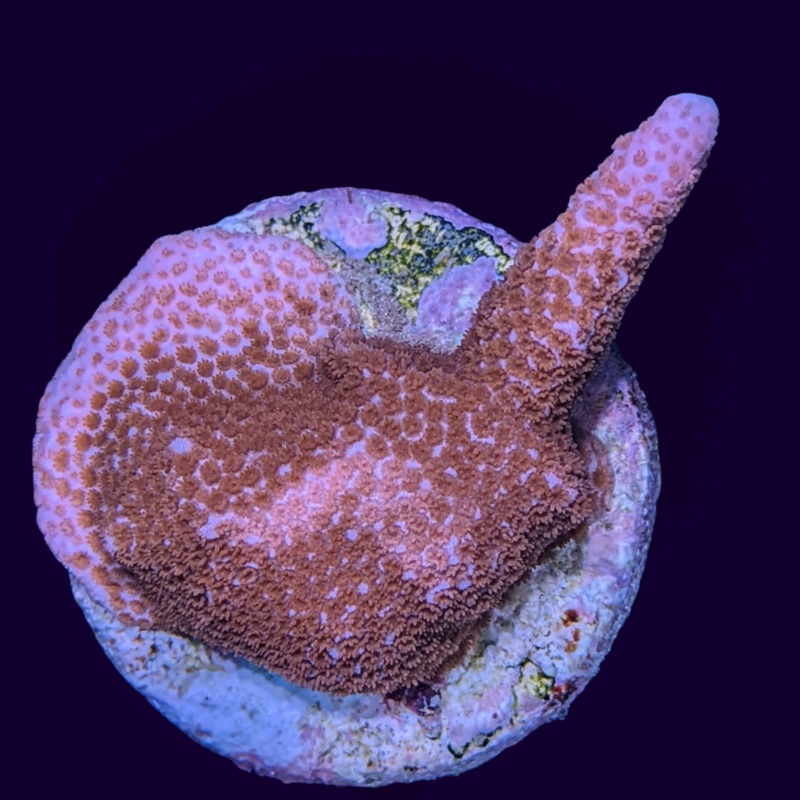 Red Digitata Montipora (UK Grown)