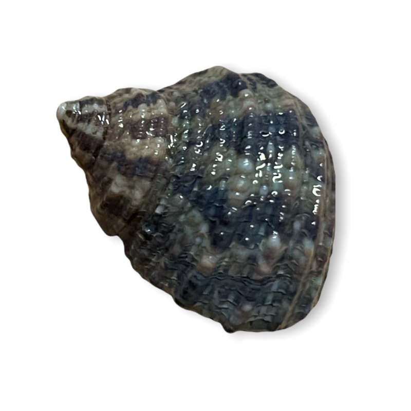 Setosus Turbo Snail (Large)
