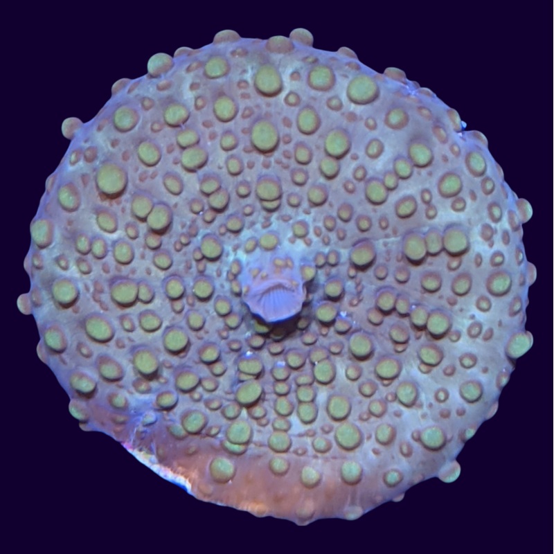 Warty Mushroom