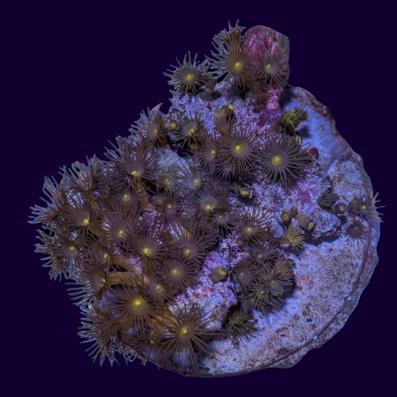 Yellow Star Polyp Zoa Colony