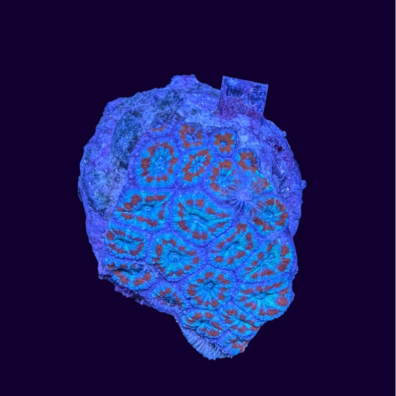Acan Micromussa Colony