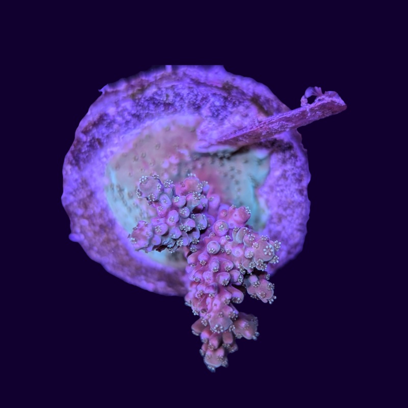 Acropora Mini Colony #3
