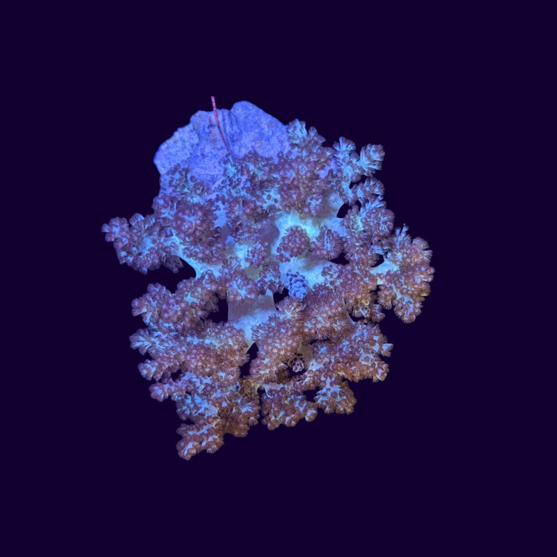 Bush Coral Asparagus