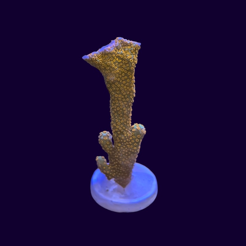 Forest of Fire Montipora digitata (UK Grown)