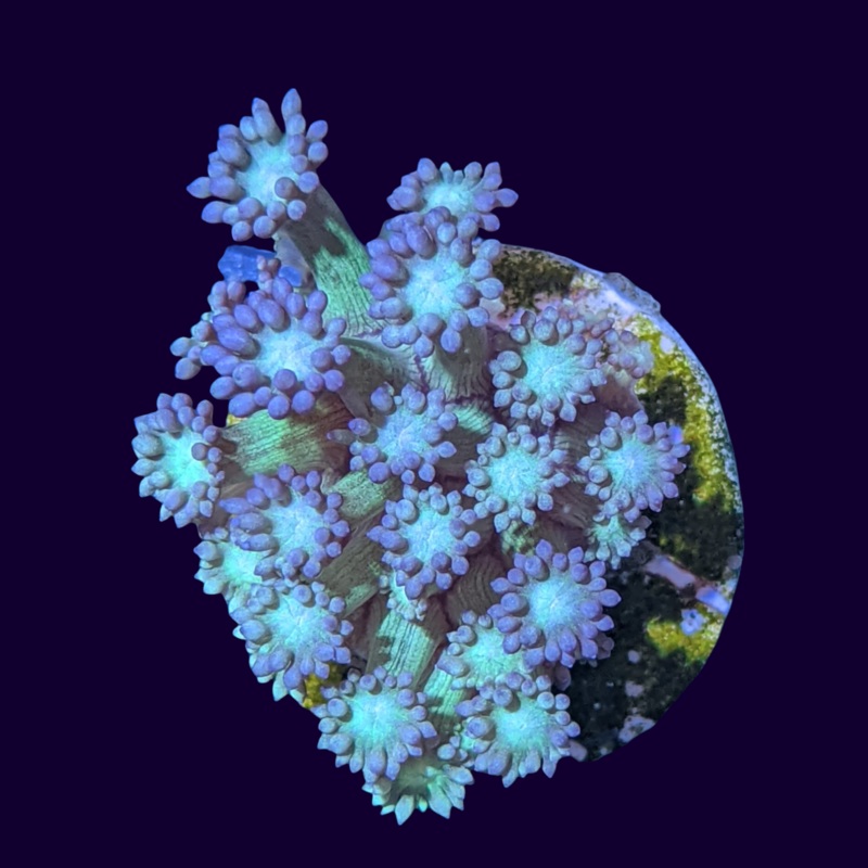 Goniopora Frag