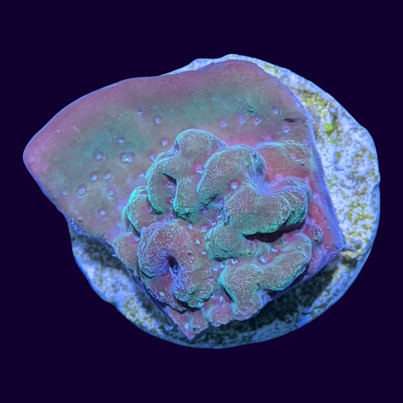 Green Cap Montipora