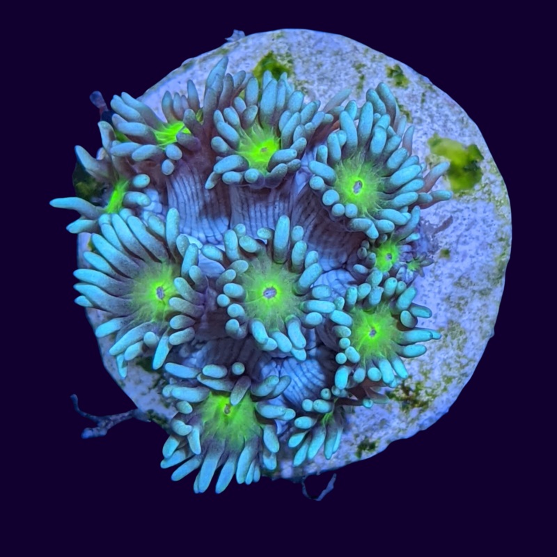Green Eye Goniopora