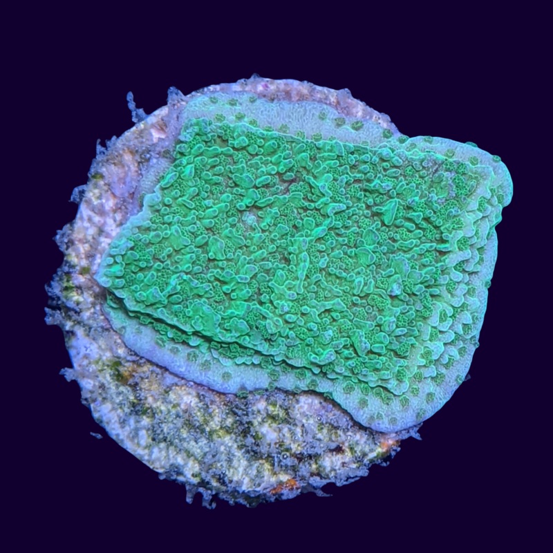 Green Montipora